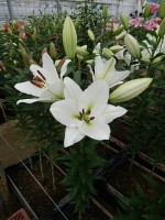 [4611 VZ H08 2813-02 No01.JPG]